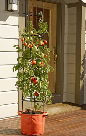 Growing Vegetables in Pots - Gingham Gardens