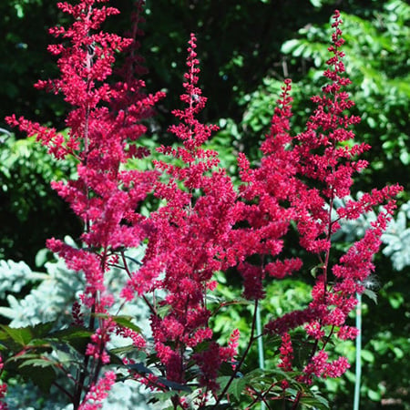 Spinell astilbe