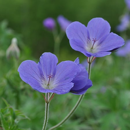 Brookside cranesbill