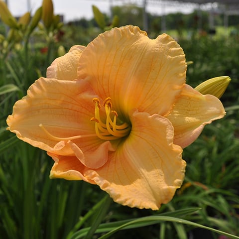 Perfect Peach Glory daylily