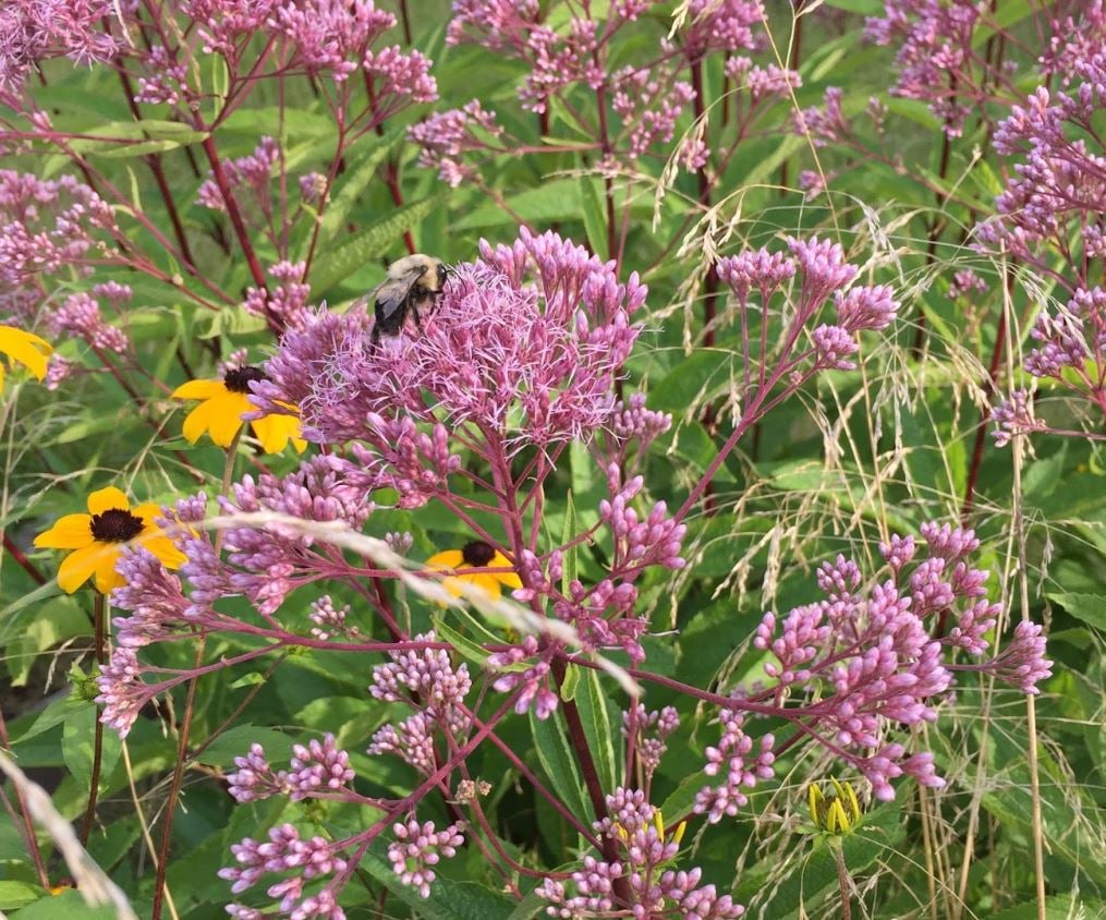 bee on joe pye weed flowers