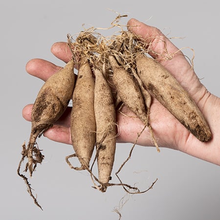 dahlia tubers