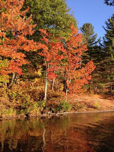 fall leaves