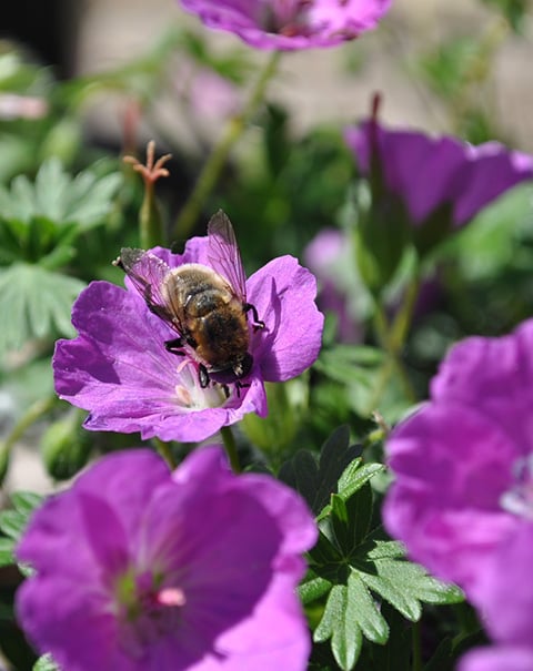 cranesbill flower with bee