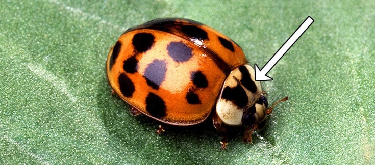 Asian lady beetle