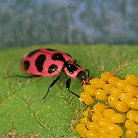 Spotted lady beetle