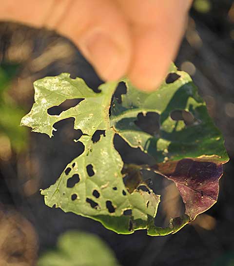 foliage with slug damage