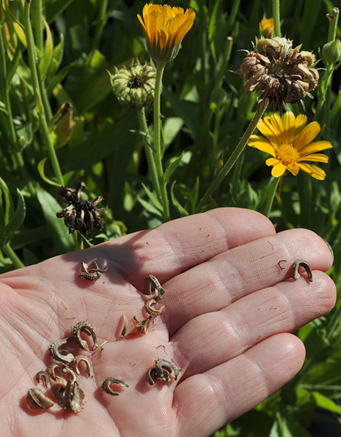Saving Seeds: One of Gardening?s Best-Kept Secrets | Gardener's Supply