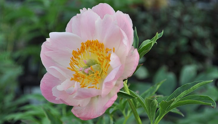 pink peony flower