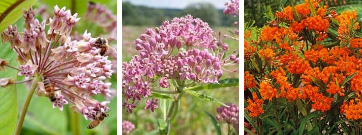 Asclepias syriaca milkweed