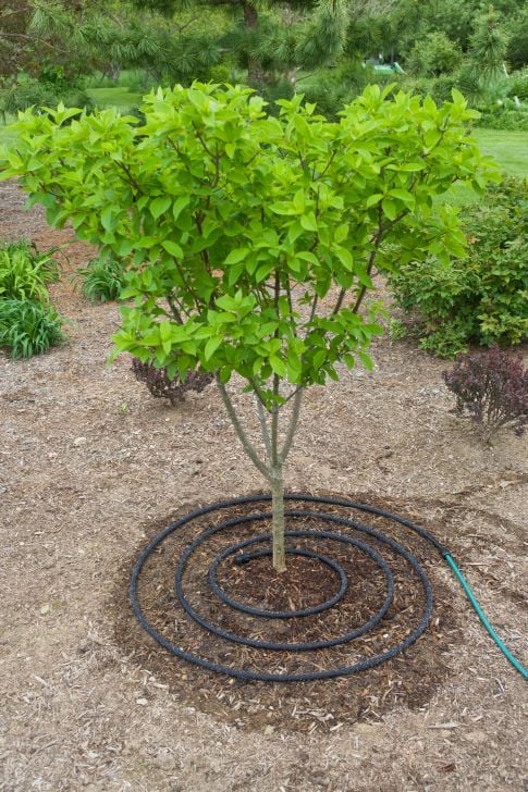 soaker hose coiled around base of a newly planted free-form hydrangea