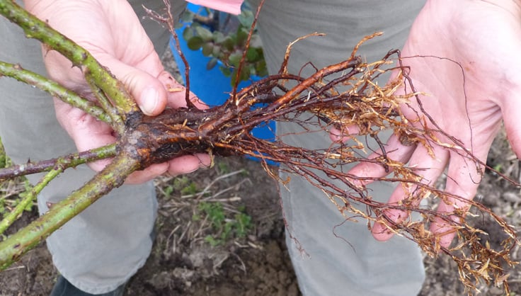 How long to soak bare root fruit trees