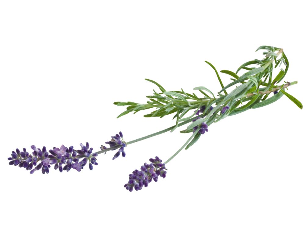 sprig of lavender