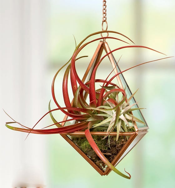 Air plant