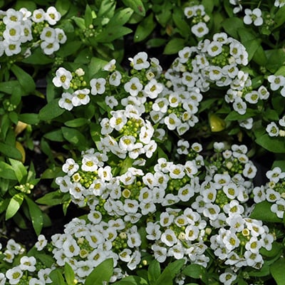 alyssum flowers