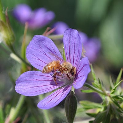 honeybee on geranium flower