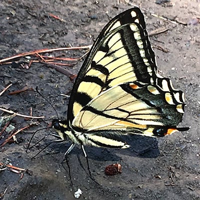 swallowtail sipping from mud puddle