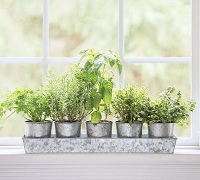 herbs growing on a windowsill 