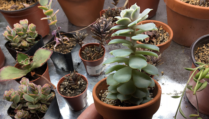 etiolated succulent with elongated stem