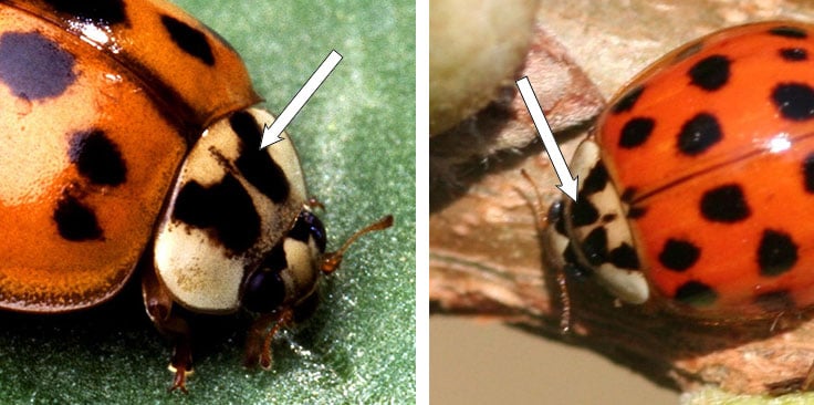 Asian lady beetle identification