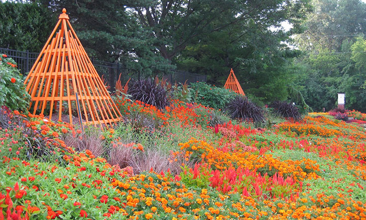 orange-themed garden