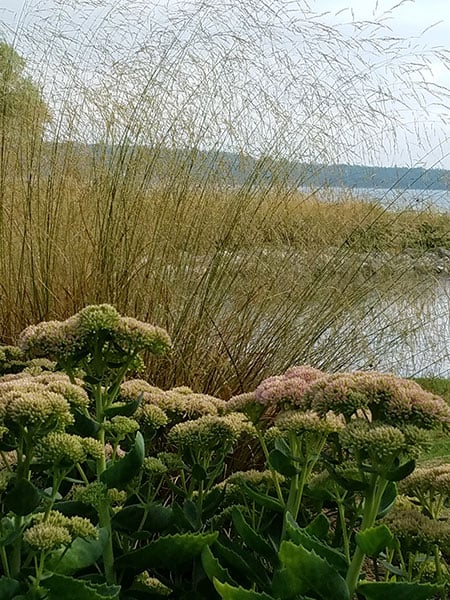 contrasting textures of sedum and molinia grass