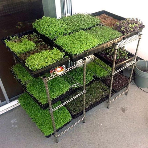 balcony microgreens