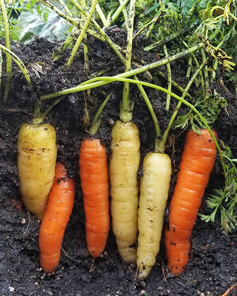 Colorful carrots