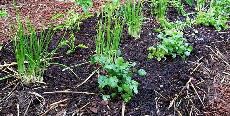 Salsa garden