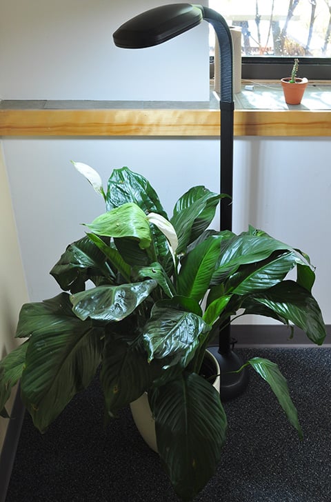 peace lily with grow light