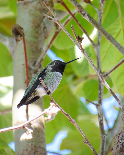 hummingbird