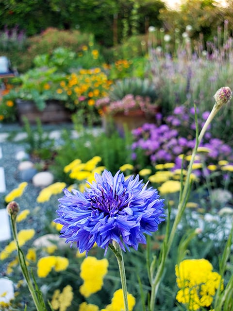 colorful garden