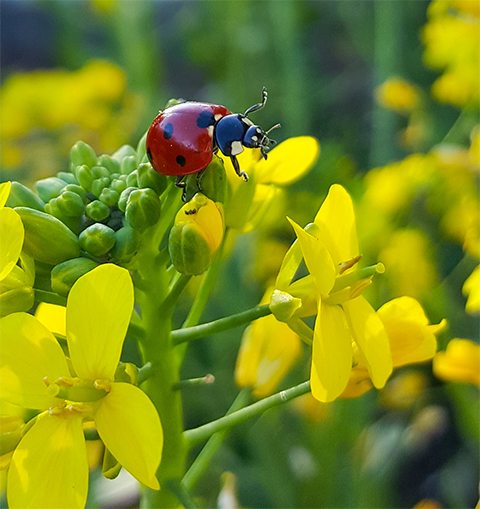 lady beetle