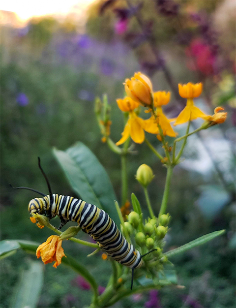 monarch larva on milkweed