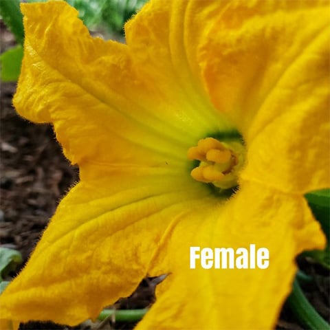 squash flower