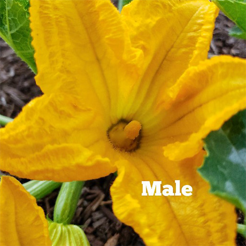 squash flower