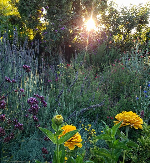 wild area of yard