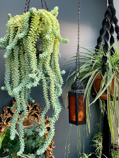 hanging succulent plant