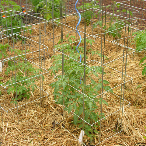 Soil protection for tomatoes Photo: Suzanne DeJohn