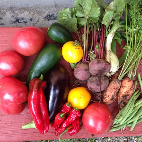 Vegetable harvest Photo: Suzanne DeJohn