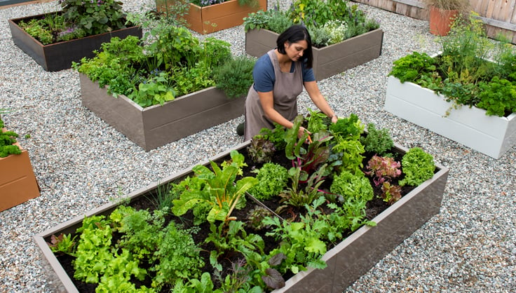 Raised Garden Beds in backyard