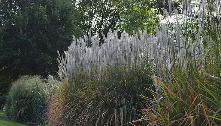 ornamental grass