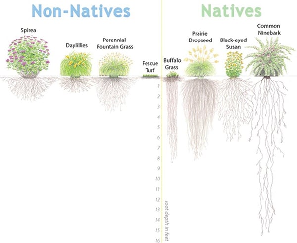  Native plants vs. Non-native plants