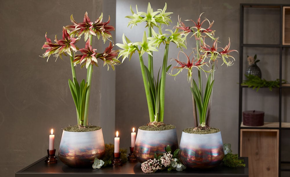 Amaryllis How To Grow Bulbs