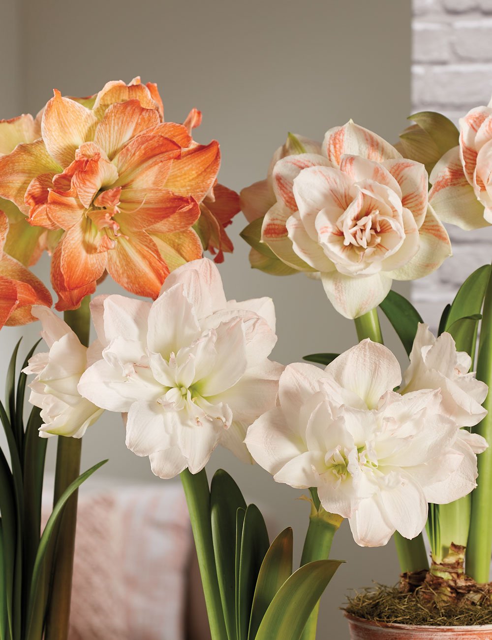 Amaryllis Bulb Care After Bloom