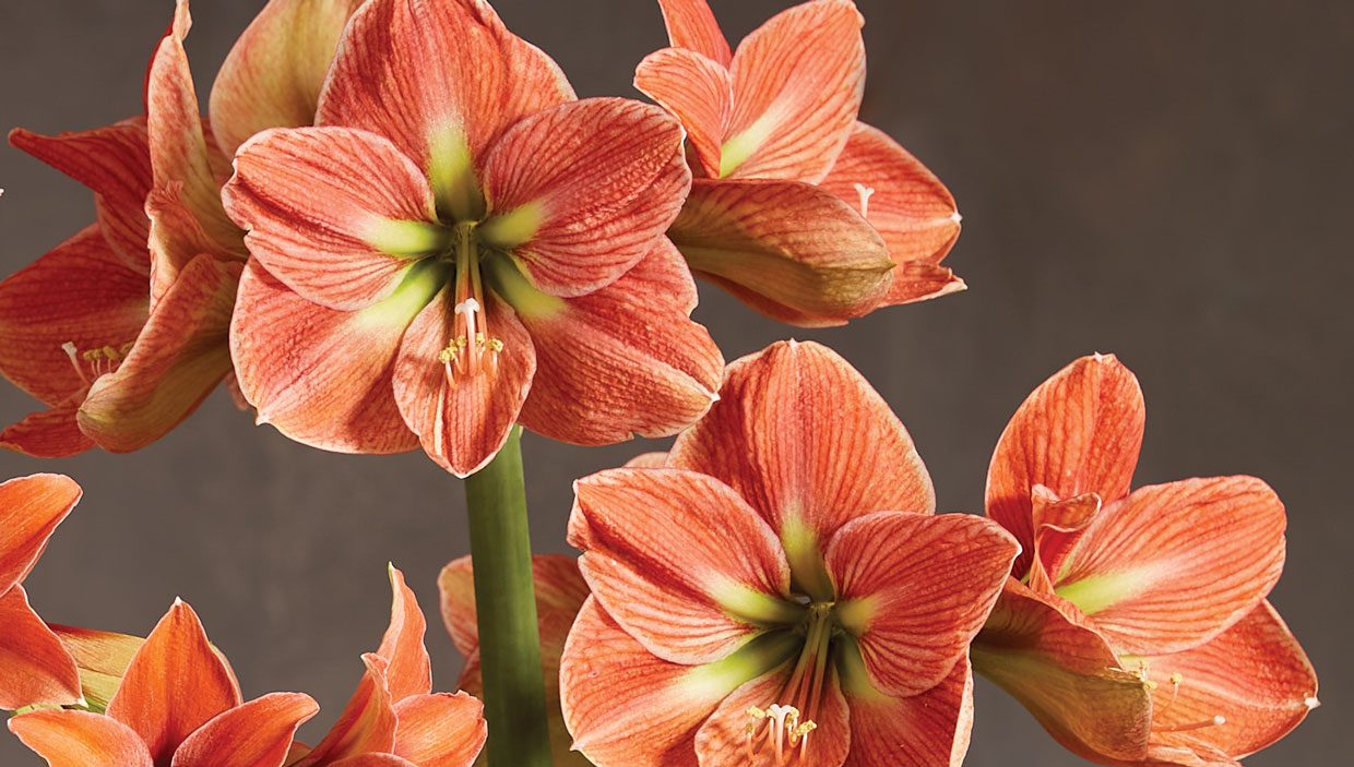 Amaryllis: How to Grow Amaryllis Bulbs | Gardeners.com