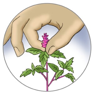 illustration of pinching back flowers off of basil