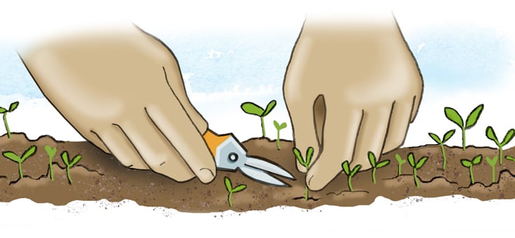 illustration of thinning seedlings with snips