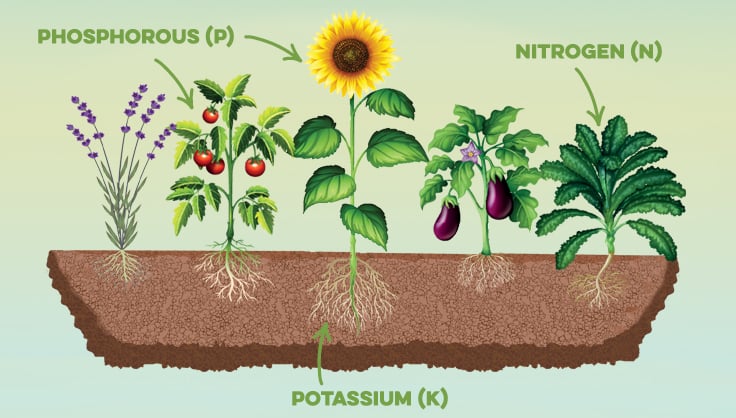 Genetic Plant Breeding | Gardeners.com