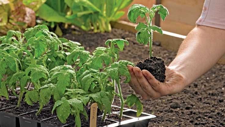 Sili-Seedlings® 6-Cell & 10-Cell Seedling Trays